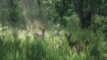 picture of deer that can be seen in the JT Nickels Preserve that is just east of Tenkiller Lake and an easy drive from our RV Park here at Dantzyn RV Park